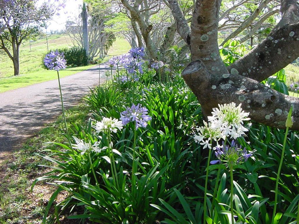 Hostal Tropical Coast Retreat - Pet Friendly - Adult Only Kingscliff Exterior foto