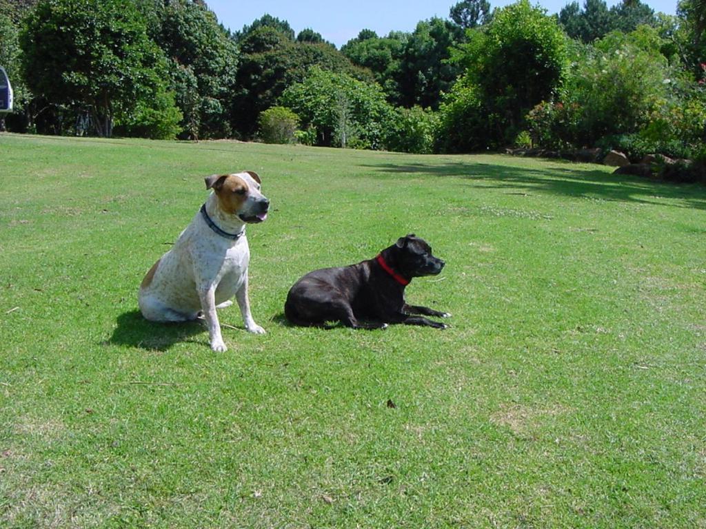 Hostal Tropical Coast Retreat - Pet Friendly - Adult Only Kingscliff Exterior foto