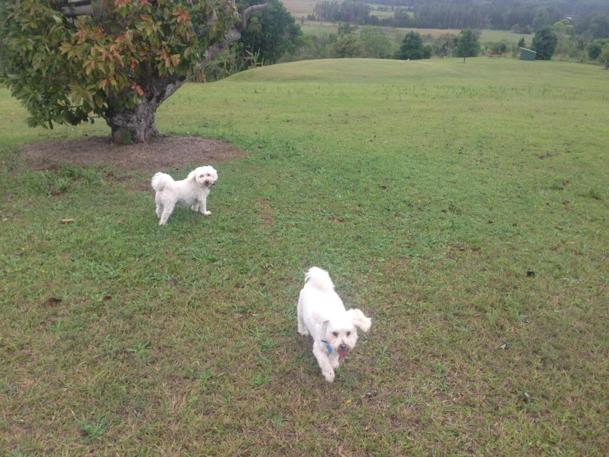 Hostal Tropical Coast Retreat - Pet Friendly - Adult Only Kingscliff Exterior foto